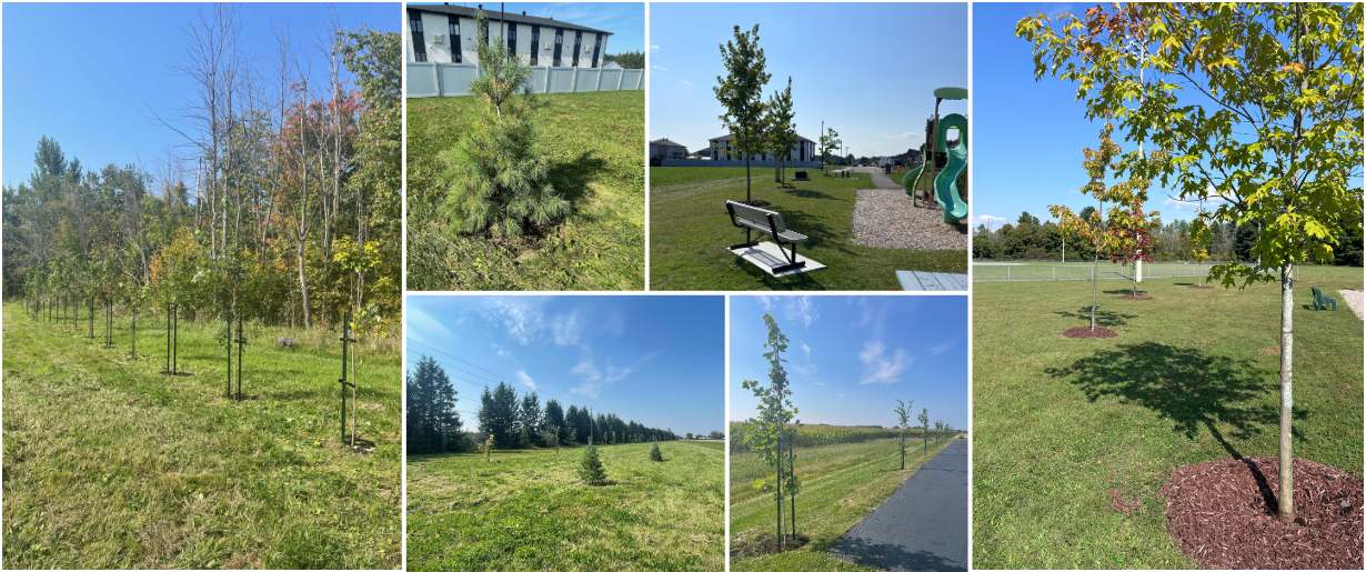 New Trees Planted