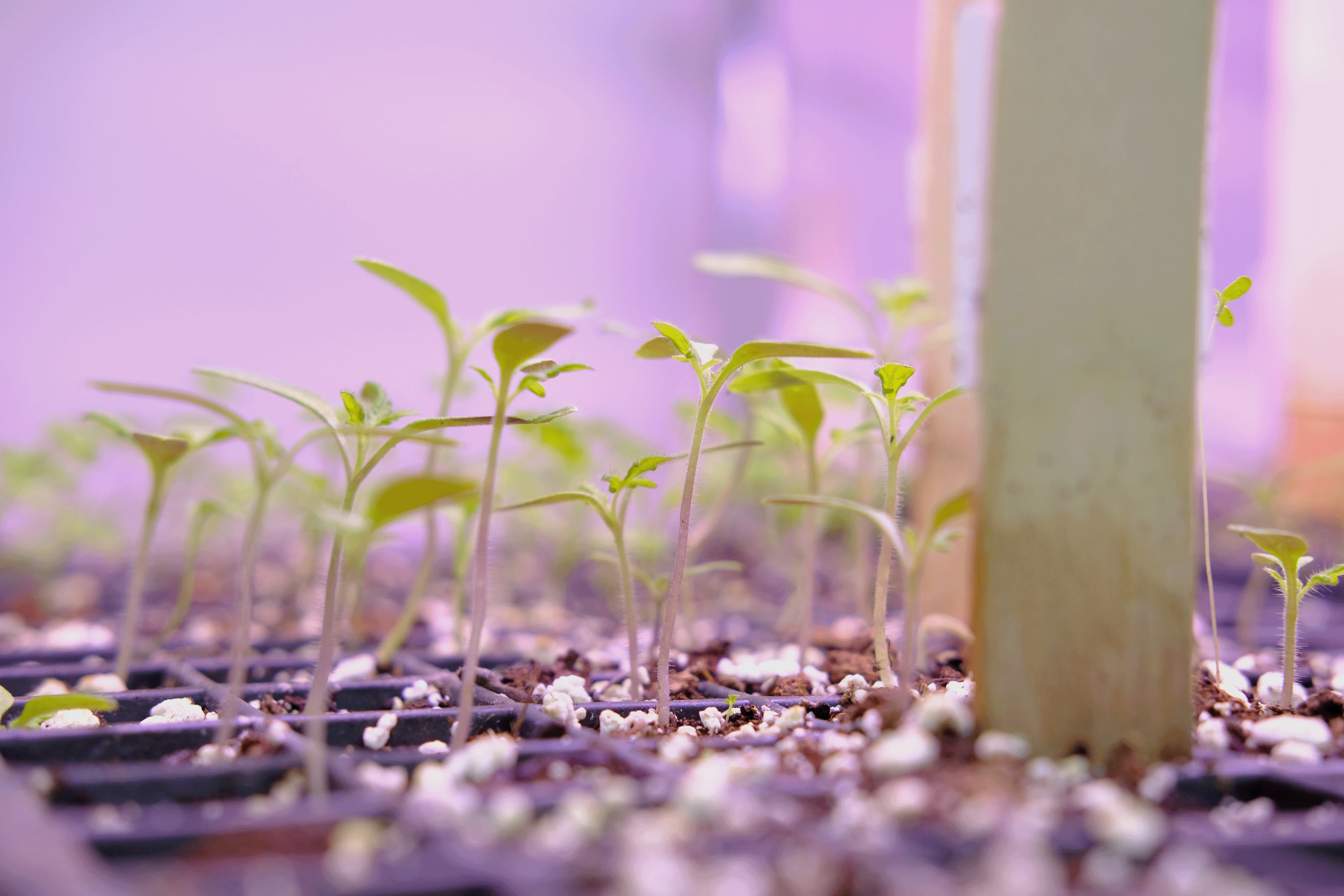 Tomato seedlings