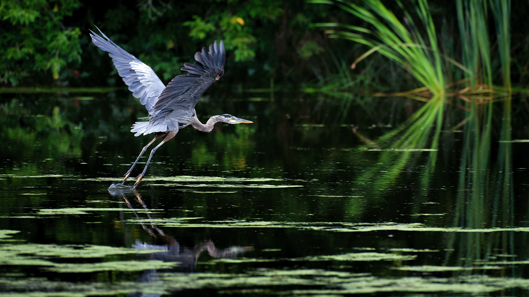 Blue Heron