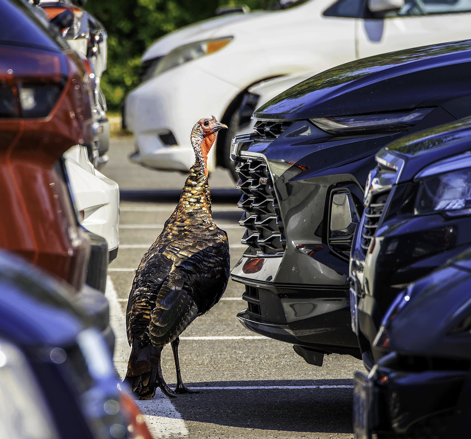 Turkey between cars