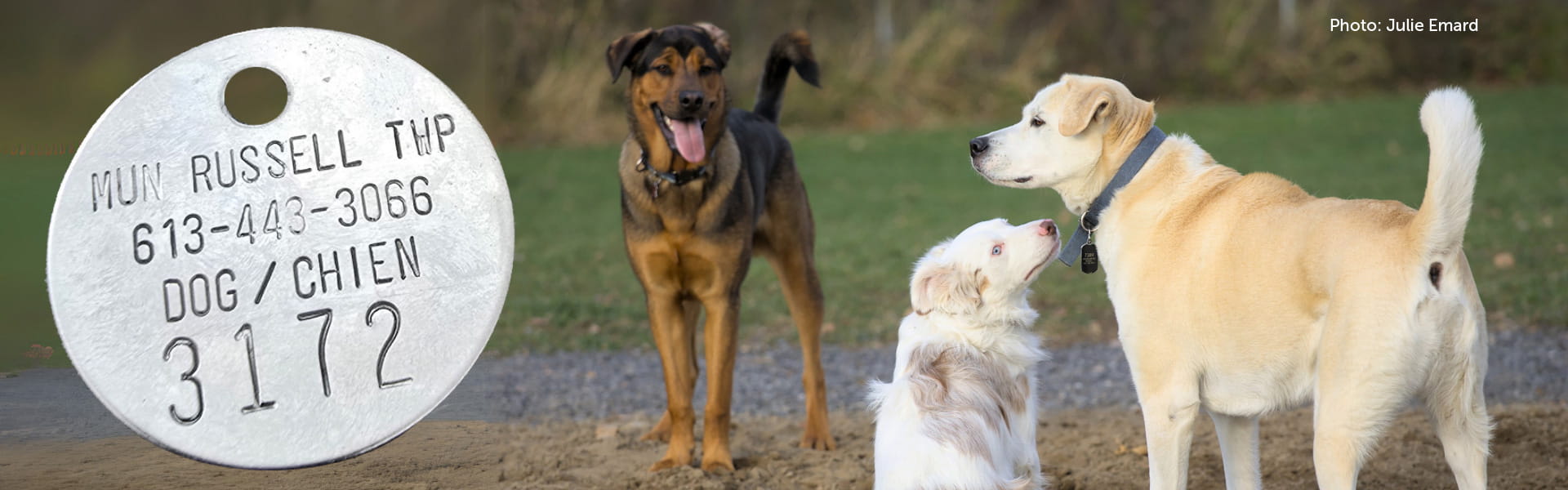 Trois chiens et une médaille