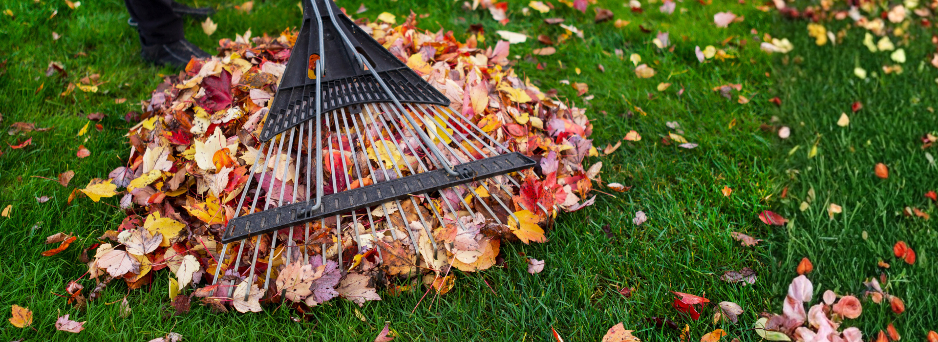 Rakes and leaves