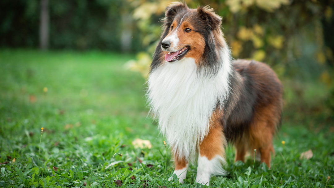 Un chien