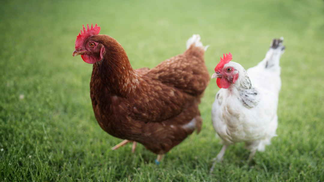 Deux poules